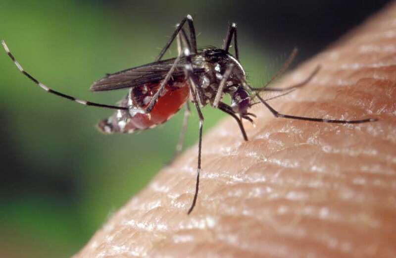 Brit tourist caught deadly dengue fever in top European hotspot