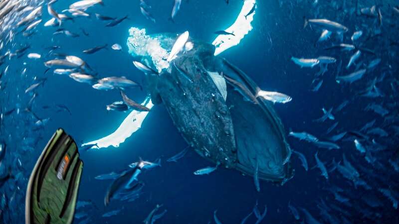 Terrifying moment man is almost swallowed by humpback whale while taking photo