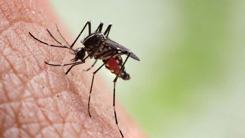 An outbreak of the mosquito-borne disease could be possible in the UK (Image: Getty Images/iStockphoto)