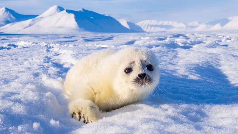 The seal pup had been abandoned by its mother (Image: Simon Roberts/Solent News)