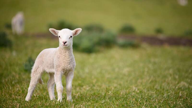 A flock of lambs in Kent was attacked (stock image) (Image: Getty Images/iStockphoto)