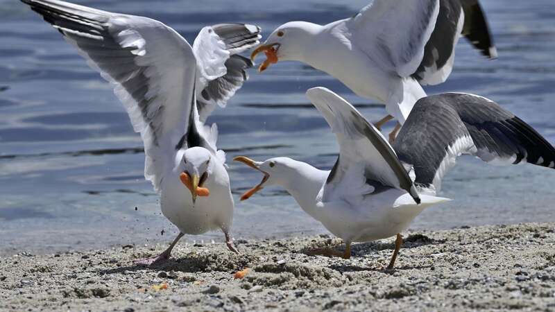 Vicious seagulls have injured many tourists (Image: Rory Merry/ZUMA Press Wire/REX/Shutterstock)