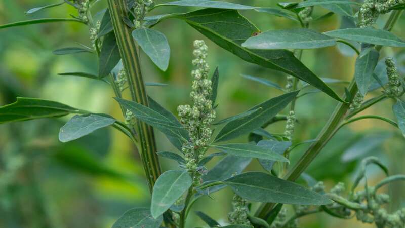 Chenopodium album, a type of annual herbaceous gray-green and member of the Lobodaceae family (Image: Getty Images/iStockphoto)