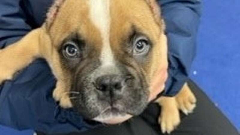 Donut was one victim of ear cropping, an illegal procedure that is on the rise (Image: Daily Record)