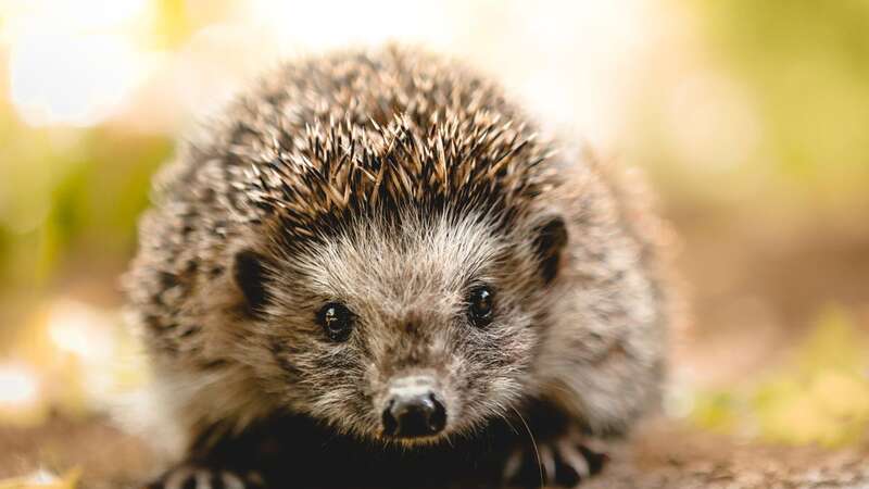 Gardeners could be a key part of saving British species (Image: Getty Images/500px)