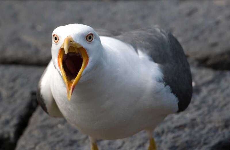 Pesky seagulls force library closure after causing £2million damage