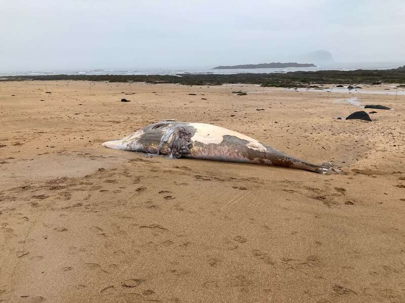 Beachgoers stunned after massive WHALE washes up at popular beauty spot