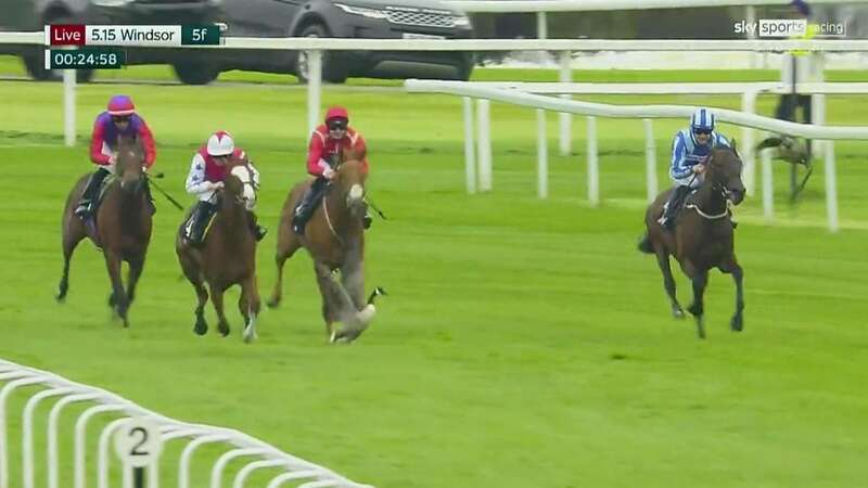 A goose tries to fly out of the way of runners at Windsor (Image: Sky Sports)