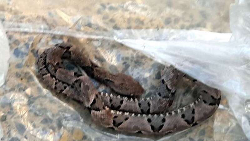 A 36-year-old woman in Brazil died after being bitten by a pit viper (Image: Jam Press)