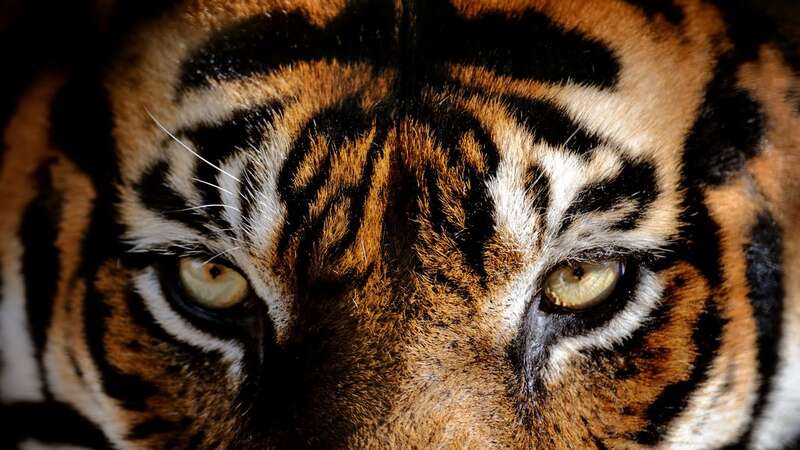 Tigers are back from the brink in India (Image: Getty Images)