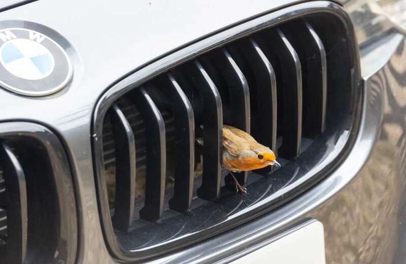 BMW owner unable to drive after robins hatch young inside radiator grille