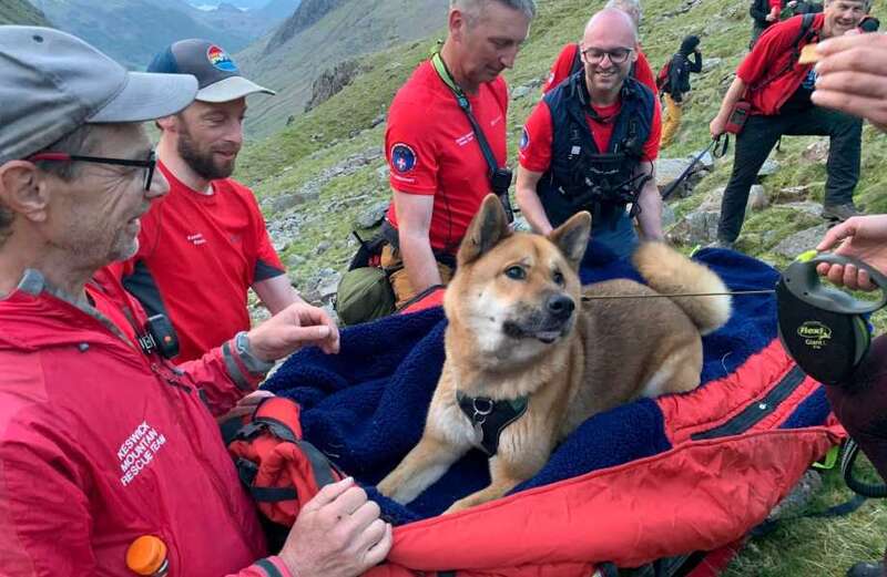 Relieved dog rescued after getting stuck on England’s highest peak