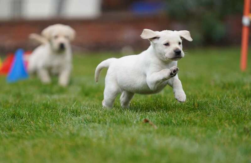 Adorable moment guide dogs are put through their paces with SAS troops