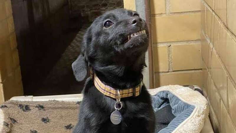 Burreaux was adopted thanks to his cheeky grin (Image: Humane Society of Northwest Louisiana)