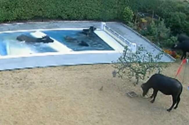 Hilarious moment escaped buffalo herd plunge into Essex swimming pool