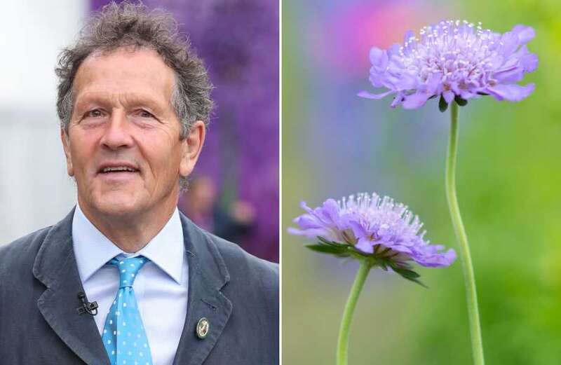 Monty Don reveals the best plants to make your small garden look luscious