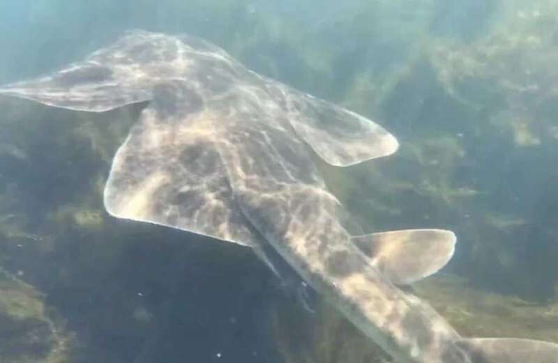 Watch as incredibly rare shark spotted off Irish coast in amazing clip