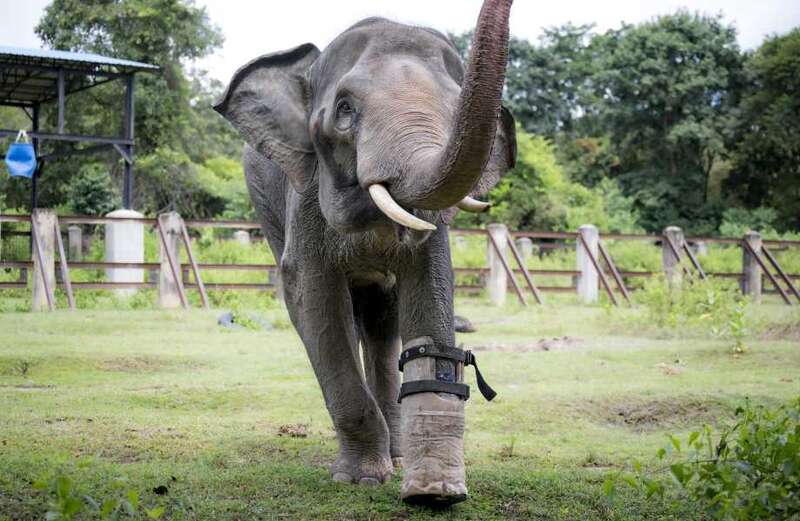 Elephant who got caught in a snare is fitted with huge prosthetic limb