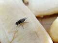 I'm a pest control expert - my £2.60 hack will banish flies in seconds