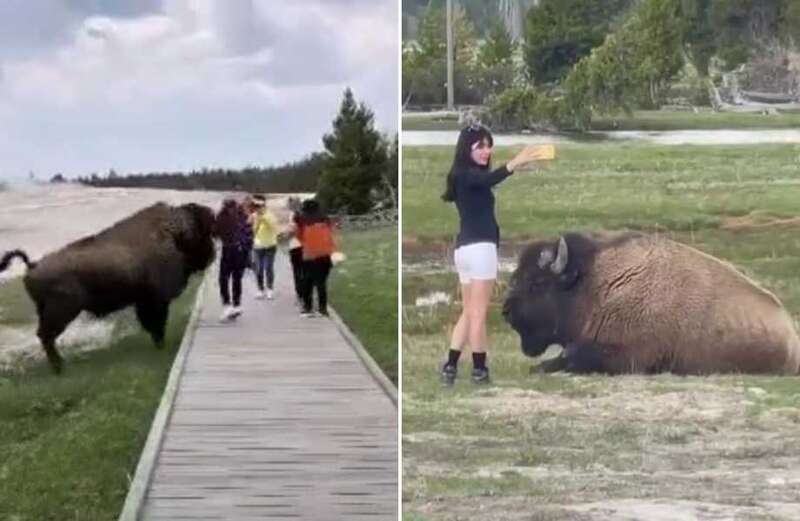 Reckless tourists almost GORED by raging bison while taking selfies with beasts