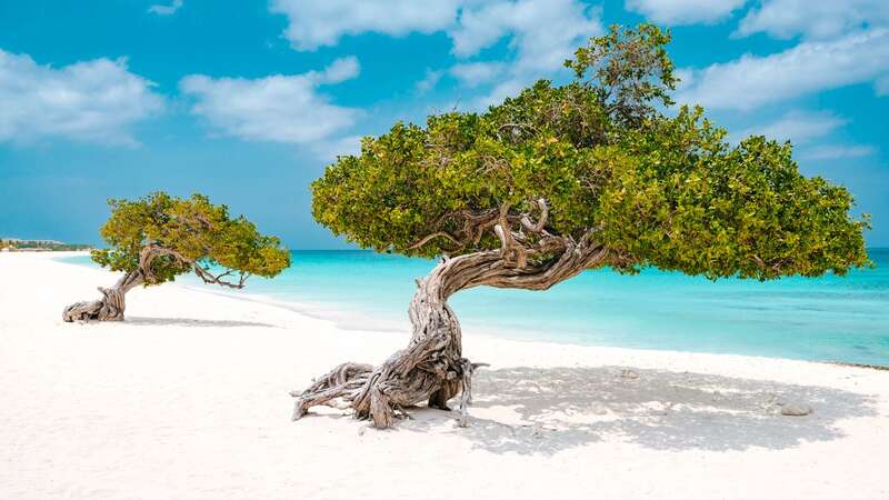 Fofoti trees at Eagle Beach, Aruba (Image: DAILY MIRROR)