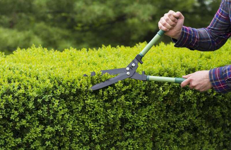 Expert issues urgent warning to DIY gardeners before they tackle summer job