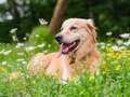 Vet's urgent plea to dog owners on poisonous plant that causes serious injury eiqeeiqexiqueprw