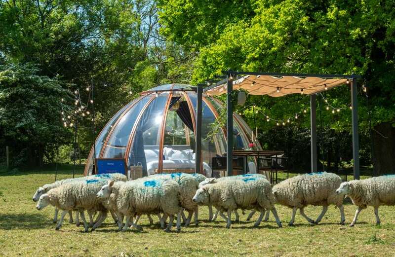 Ultimate sleeping experience revealed where you count sheep to drift off