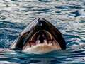 I saw killer whale as she tried to sink my boat - I know why she's on rampage