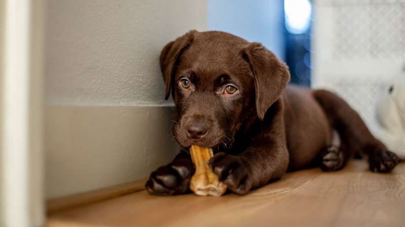 The Upper Canada Animal Hospital issued a list of life-threatening substances for dogs (Image: Getty Images)