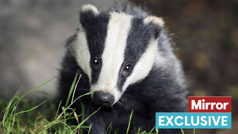 Badgers are slaughtered to stop the spread of bovine TB (Image: PA)