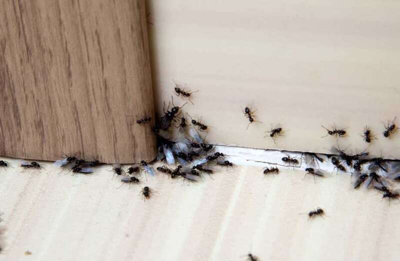 My $1.33 hack instantly removes ants from your kitchen using single ingredient