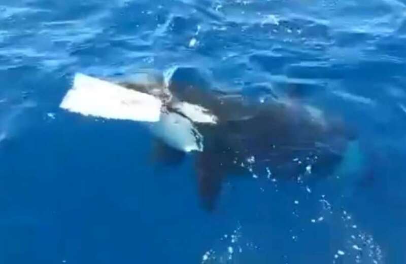 Shocking moment killer whale circles yacht before tearing off its rudder