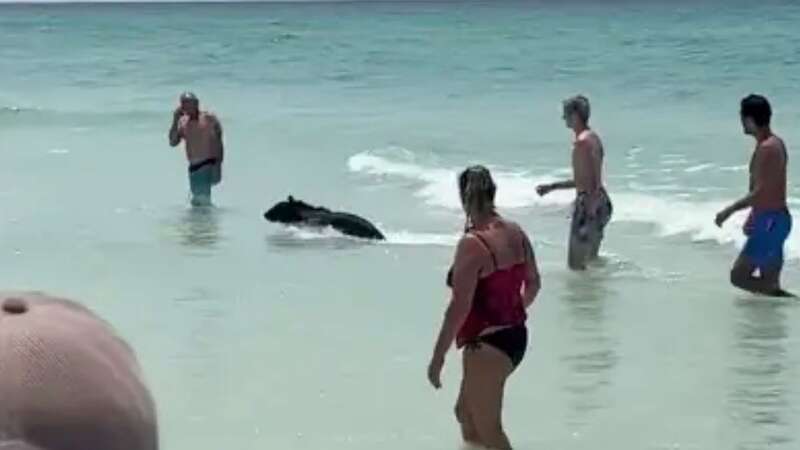 Bear surprises Florida beachgoers by swimming out of the ocean