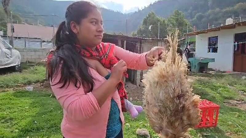 Terrified villagers fear bloodsucking mythical beast eating chickens and ducks