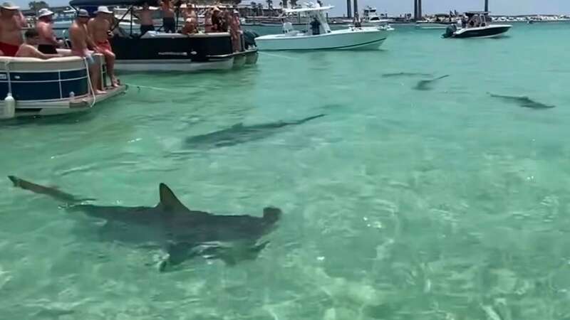 Terrified swimmers clammer to escape as sharks surround them in 2ft of water