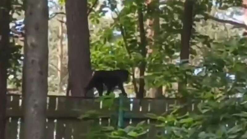 Two monkeys are still roaming free after a whole troop managed to get out of their enclosure at a zoo (Image: Děčín Zoo/Facebook)