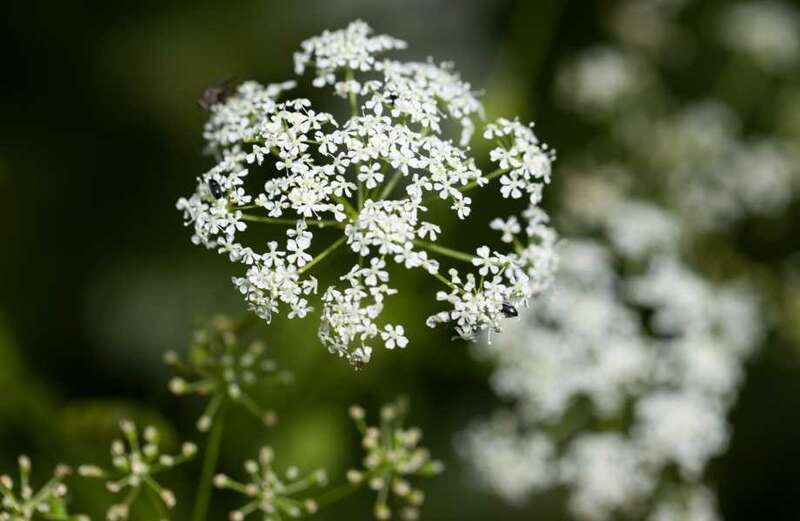 Urgent warning over ‘beautiful’ garden flower which hides a deadly secret