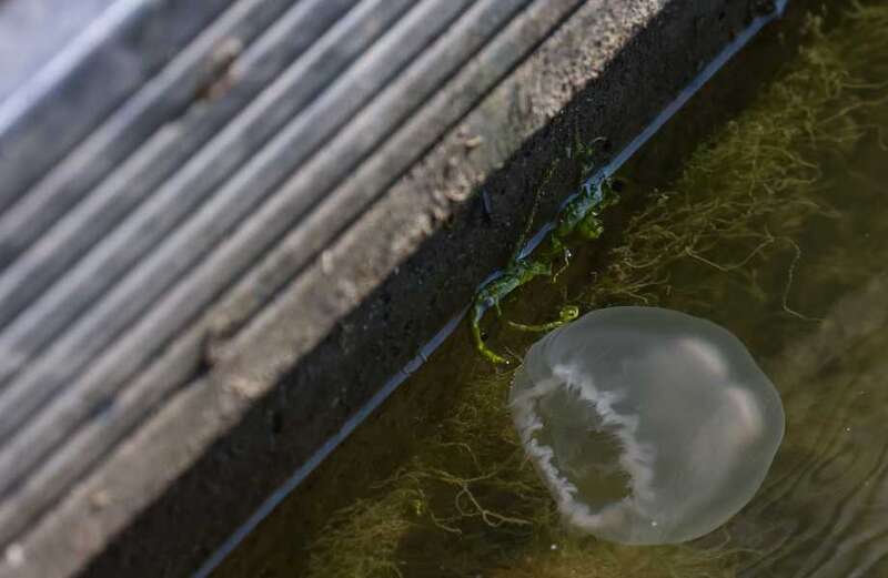 Jellyfish invade UK tourist spot as visitors warned of nasty sting