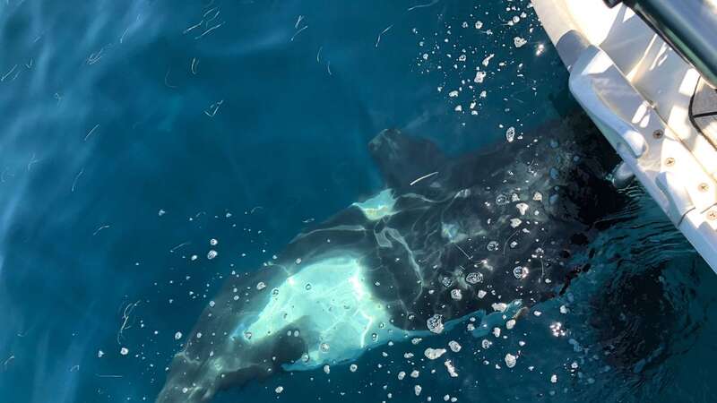 Four orcas surrounded the boat (Stock photo) (Image: BNPS)