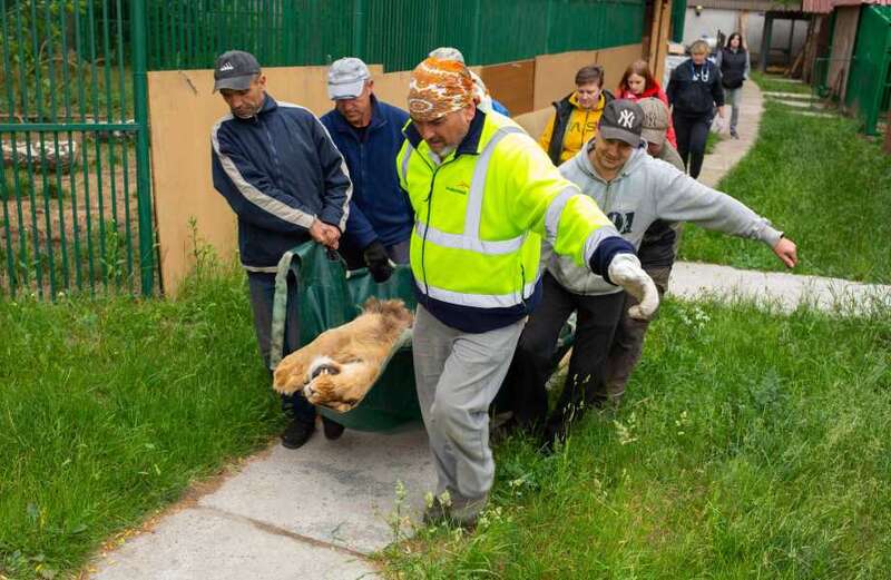 Lioness and three cubs trapped on front line in war-torn Ukraine rescued