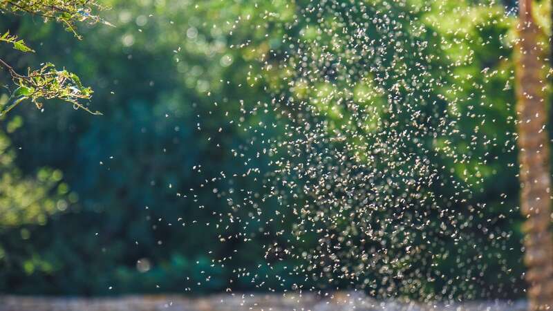 Experts said if it remained damp or humid we would expect a "mega second generation" to start hatching (Image: Getty Images/iStockphoto)