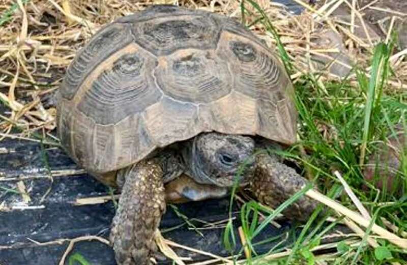 Runaway tortoise discovered at equestrian centre 2yrs after escaping