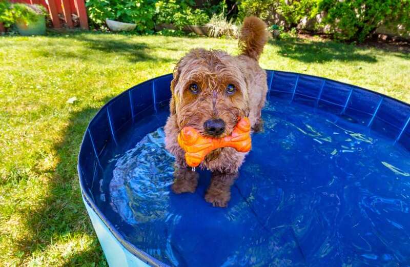 Best dog paddling pools 2023: from foldaway pools to Tubtrugs