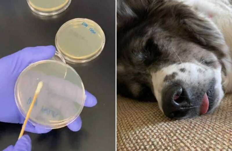 Microbiologist issues urgent warning to all dog owners over revolting discovery