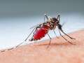 Malaria alert issued as cases confirmed for the first time in 20 years qhiddtideriqzhprw