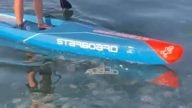 The paddleboarder were surrounded by jellyfish (Image: Jam Press/Sups Life)