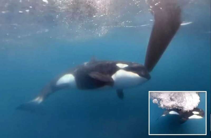 Shocking moment orcas attack yachts smashing their heads into vessels