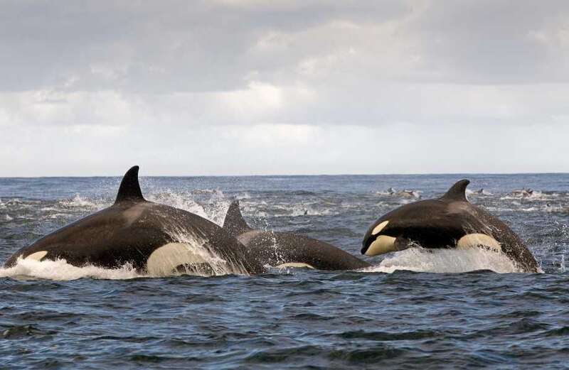 Why are orcas attacking boats?