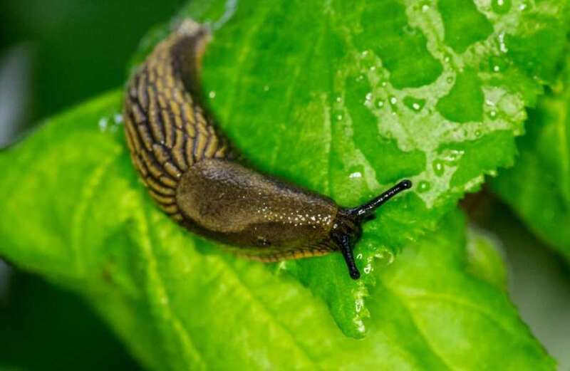 I'm a gardening whizz... free ways to banish slugs from your back yard